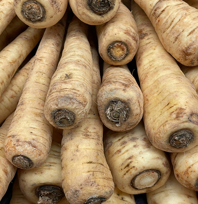 Eine Ansammlung von weißen, länglichen Pastinaken liegt übereinander. Die Wurzeln sind unregelmäßig geformt und haben eine raue, erdige Oberfläche. Die Enden sind sichtbar und zeigen die Schnittflächen der Wurzeln.