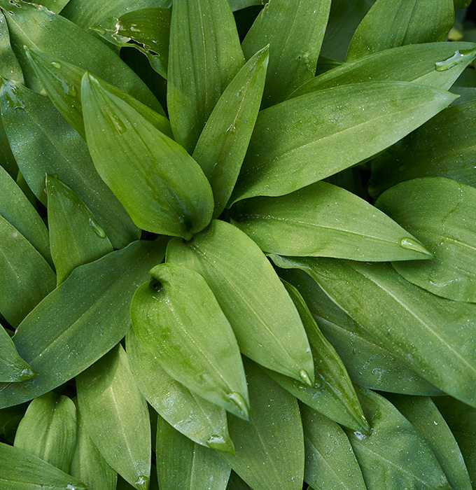 Nahaufnahme von grünen Blättern, die dicht aneinanderliegen. Die Blätter sind glänzend und zeigen unterschiedliche Formen, einige haben abgerundete Spitzen. Einige Tropfen Wasser sind auf den Blättern sichtbar, was einen frischen Eindruck vermittelt.