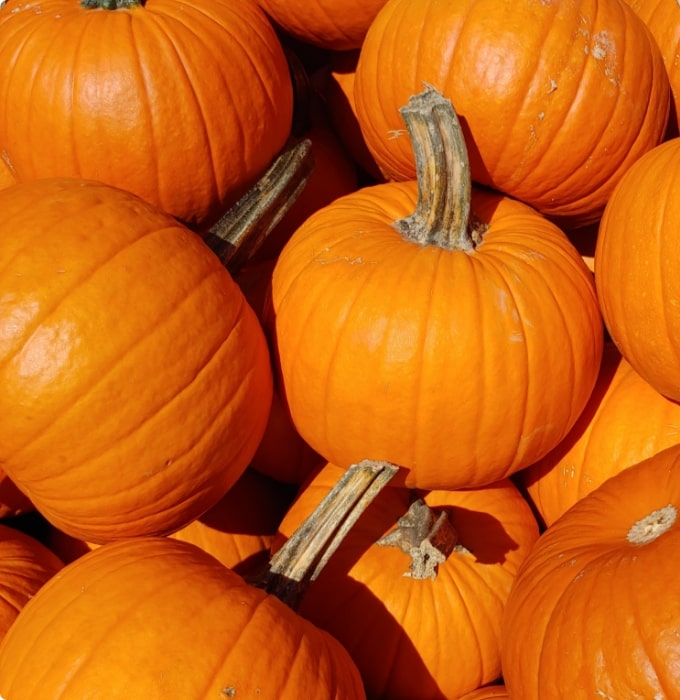 Eine Ansammlung von orangefarbenen Kürbissen, die übereinander gestapelt sind. Einige Kürbisse sind vollständig sichtbar, während andere teilweise verdeckt sind. Die Stiele der Kürbisse ragen hervor, was die Vielfalt in Form und Größe betont.