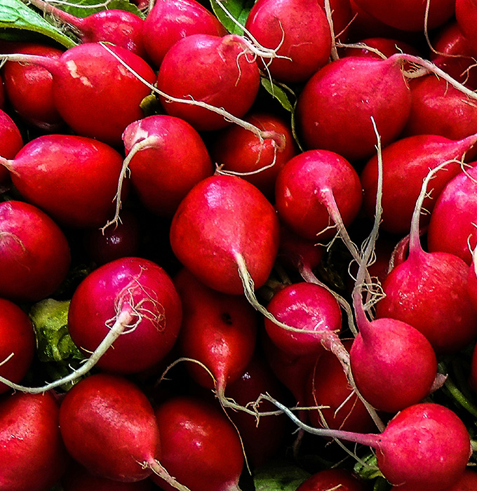 Eine Ansammlung frischer, runder Radieschen mit leuchtend roter Schale und grünen Blättern. Die Radieschen sind in verschiedenen Größen und stehen dicht beieinander, was eine frische und lebendige Präsentation von Gemüse vermittelt.