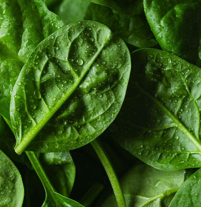 Eine Nahaufnahme von frischen, grünen Spinatblättern mit wasserbenetzten Oberflächen. Die Blätter zeigen eine glänzende Textur und die feinen Adern sind deutlich sichtbar. Die Aufnahme vermittelt ein Gefühl von Frische und Vitalität.
