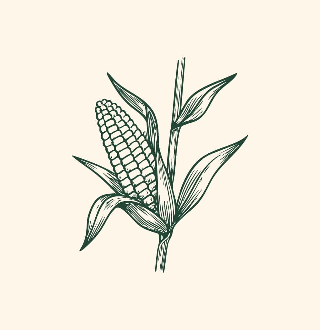 Eine stilisierte Darstellung eines Maiskolbens, der an einem Stängel wächst. Der Kolben ist grün umgeben von großen, langgestreckten Blättern. Der Hintergrund ist hell, was den Kontrast zum Mais erhöht.